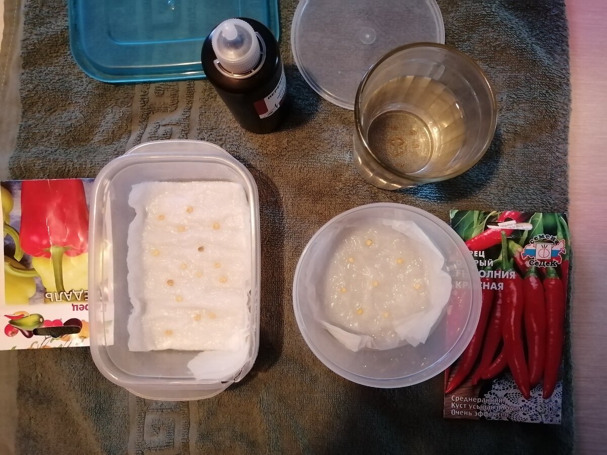 Проверка семян перцев на всхожесть в контейнерах