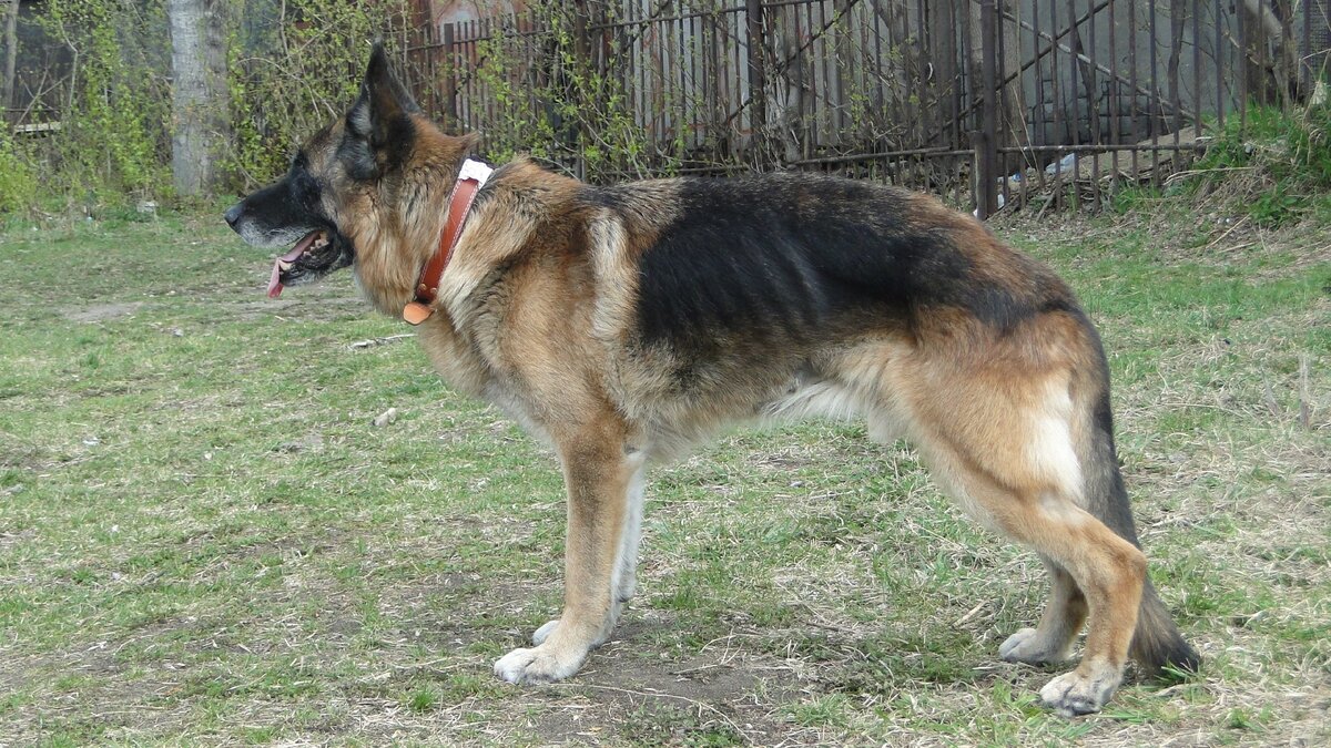 Хассо, фото автора. 