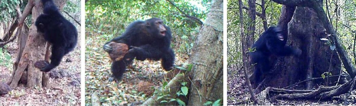 Фото с камер видеонаблюдения - шимпанзе бросает камень в дерево. Видео смотрите ниже