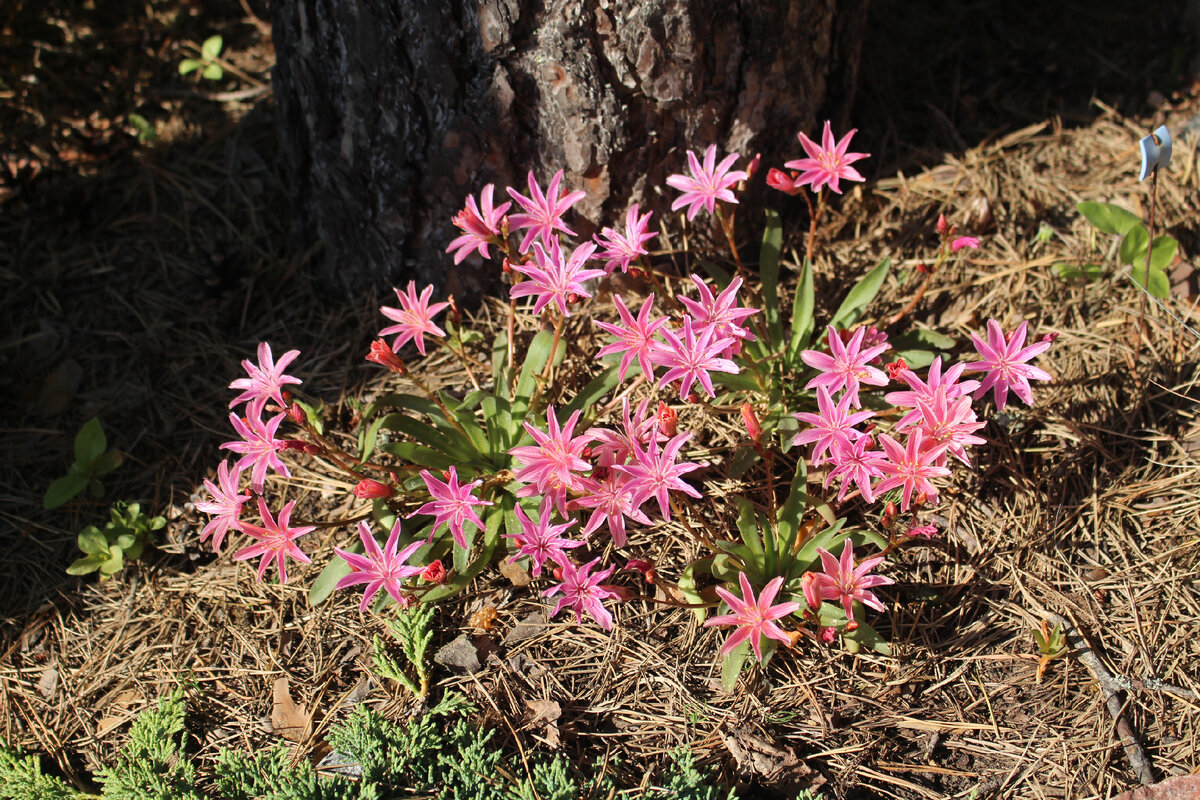 Левизия в моем саду 7 июня