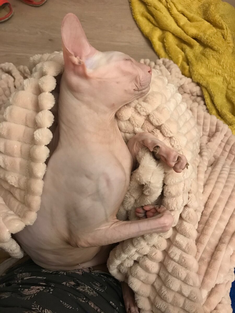 Сладкий пирожуля