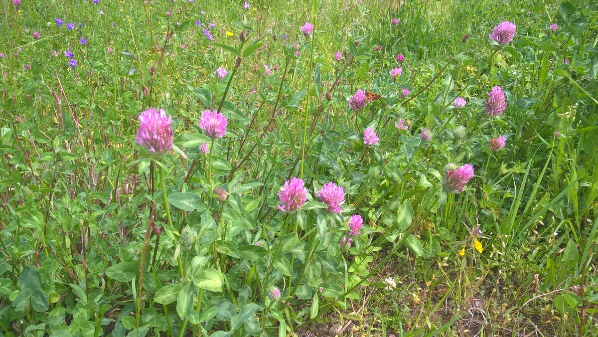 Красный клевер