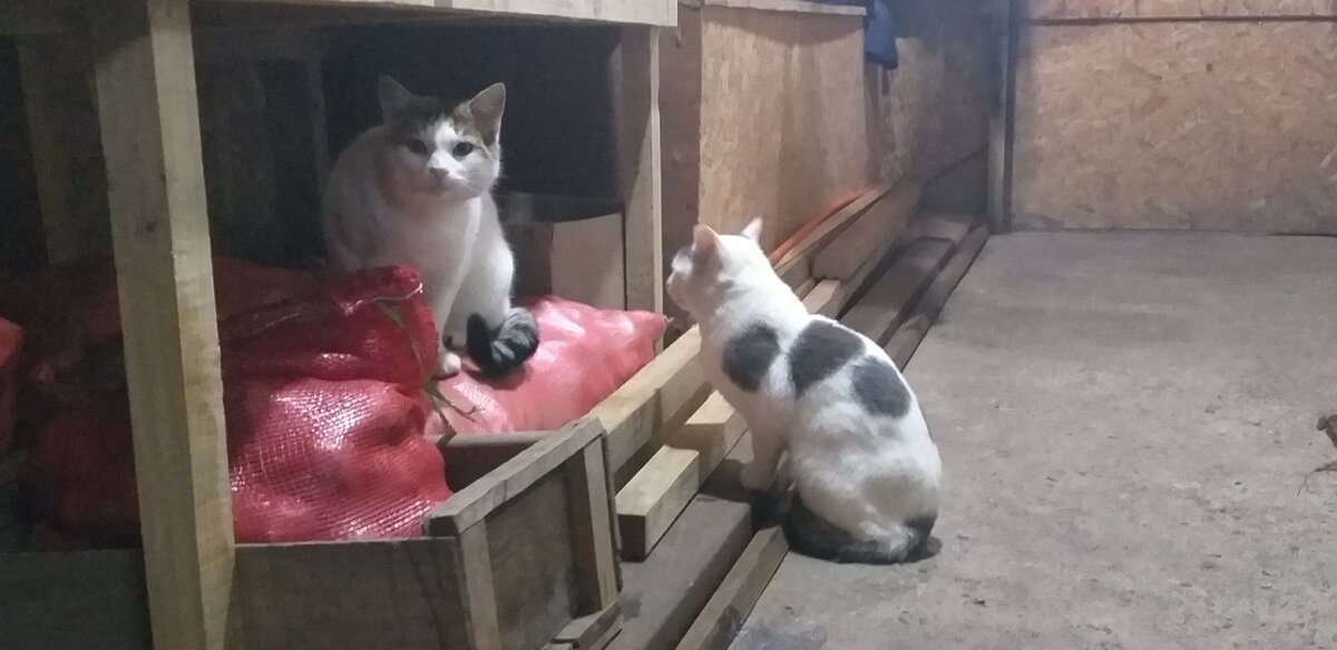 Чуга и Молли