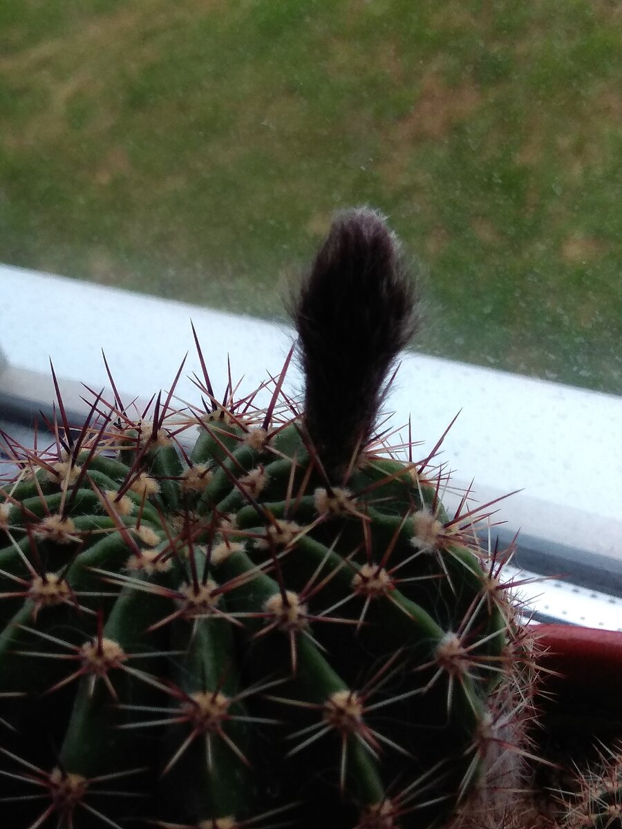 Цветоносы у эхинопсисов покрыты пушистыми волосками