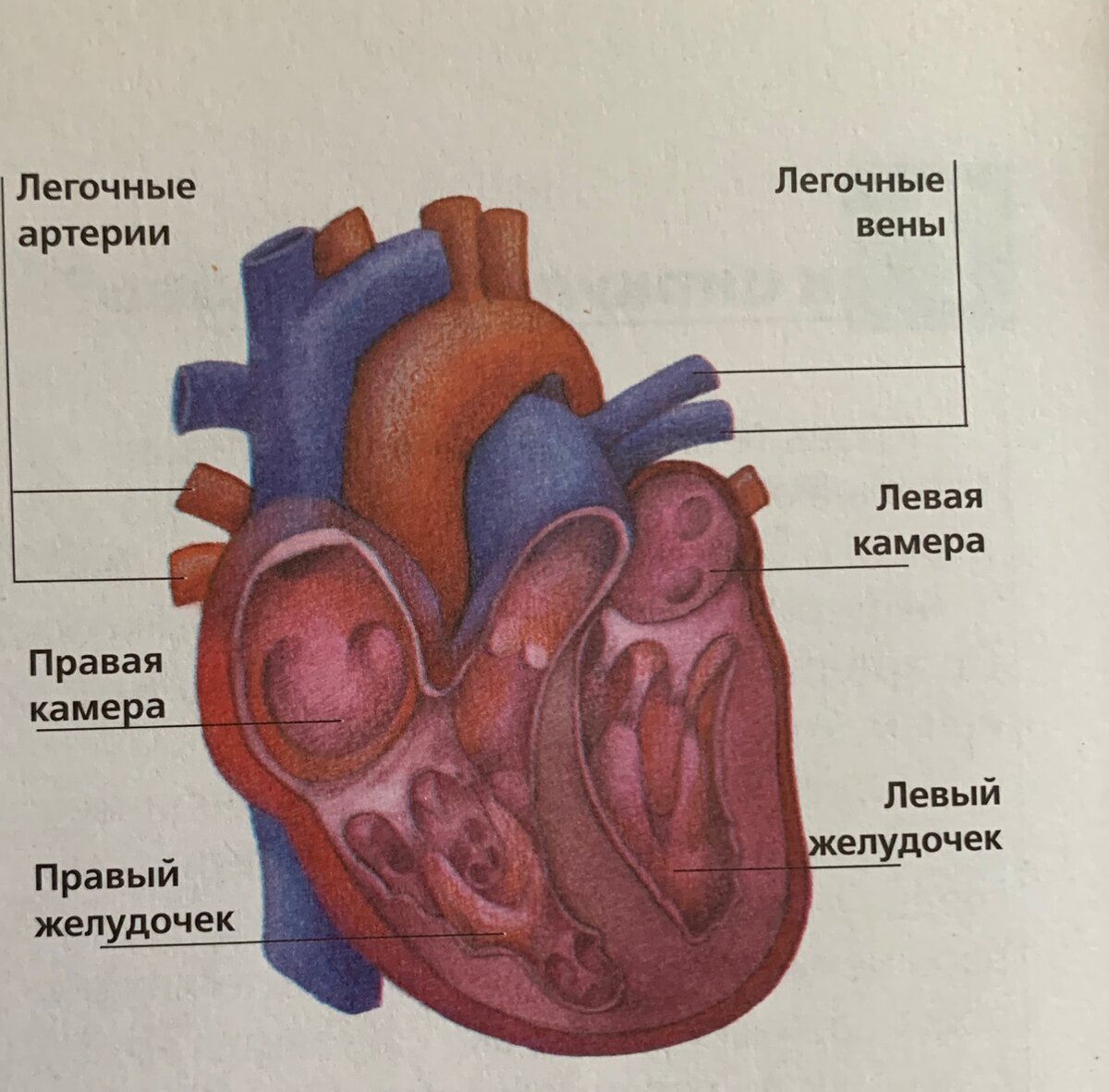 Сердце человека состоит из