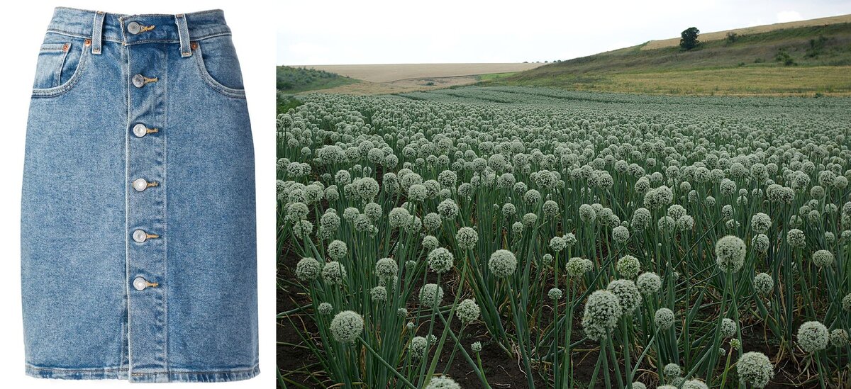 Вот такая юбка мне была нужна 40 лет назад. Справа - лук-чернушка, его срезали ржавыми серпами, учащихся художественного училища то и дело посылали работать в колхозы. Насколько помню, работали мы бесплатно.