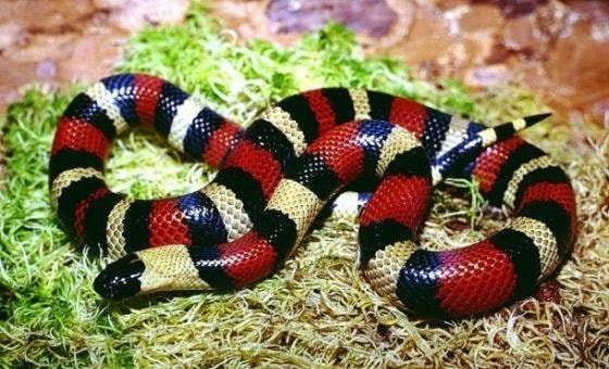 Фото из общедоступных источников