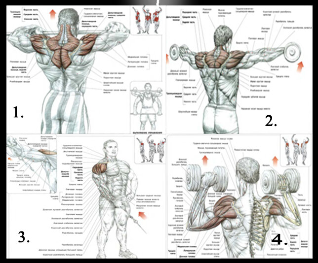 Прокачать плечи в тренажерном зале