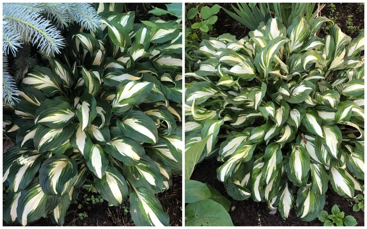 хоста патрисия. хоста валлис глейсер. хоста клиффордс стингрей hosta clifford's stingray. хоста ругоза. хоста уход в открытом.