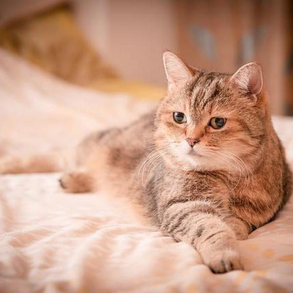 ложная беременность у кошки