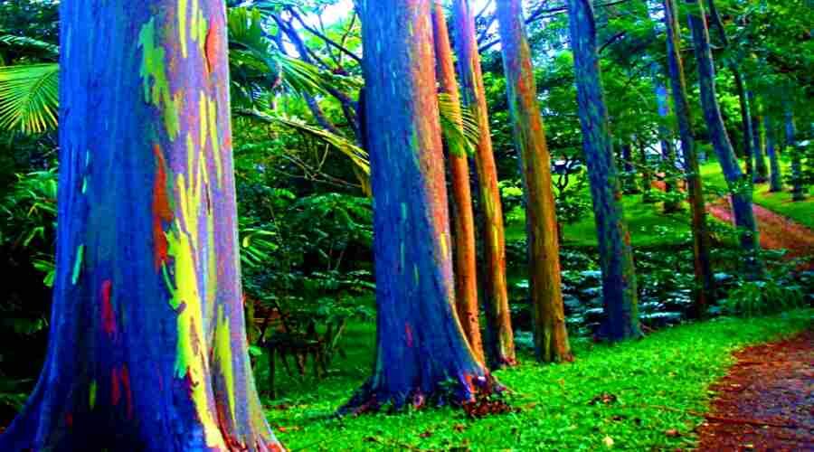 Эвкалипт радужный...