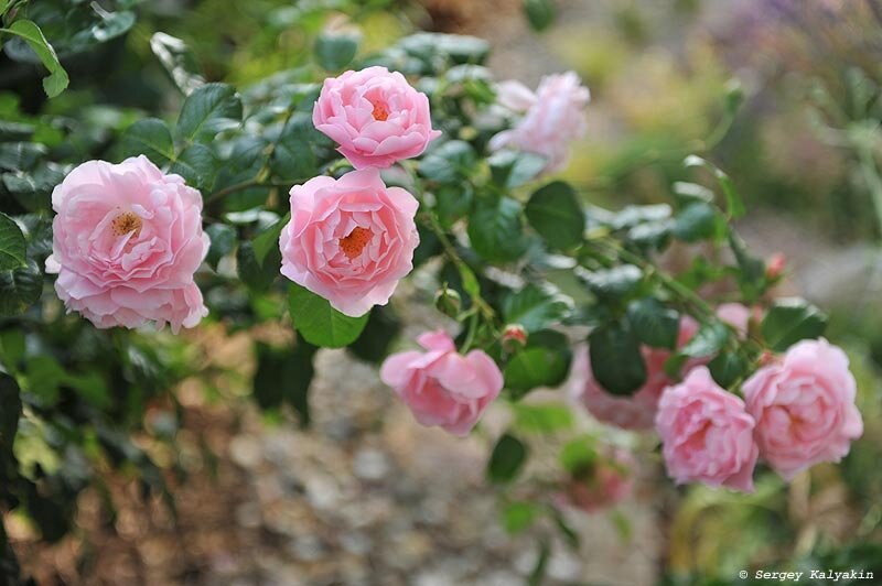 Роза Strawberry Hill, фотографии можно листать