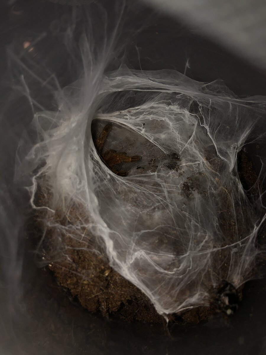 В укрытии животное не нуждается. Паук сделает его себе сам.