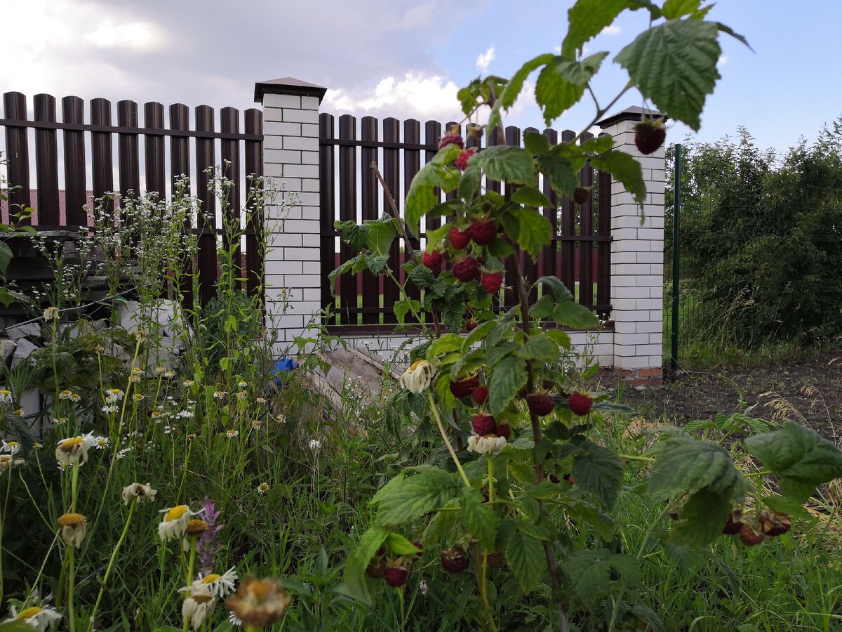 Наша малина. У нас посажено минимум 4 сорта ягод. Витаминами обеспечиваем себя на год