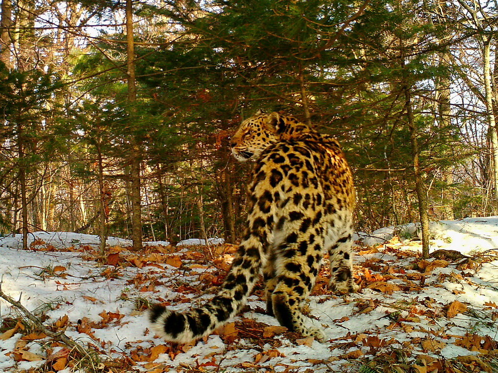 Фото предоставлено нацпарком "Земля леопарда"