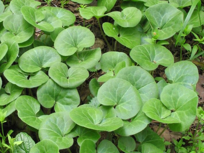 Внешний вид (фото) копытня