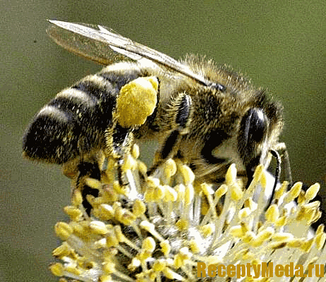  Внешний вид пчел карпатской породы