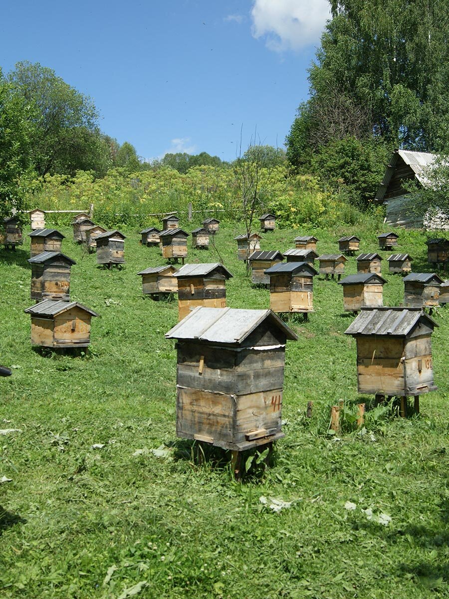 наши пасеки