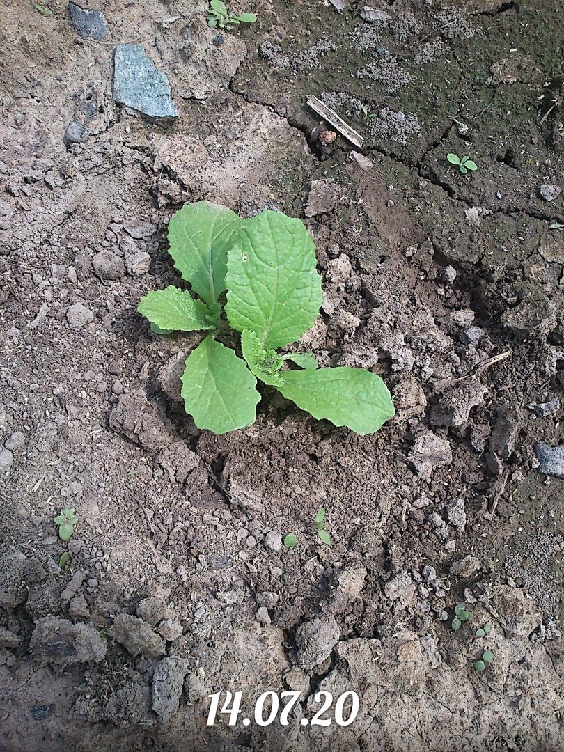 1 Семена сеем сразу на место, потом прореживаем.