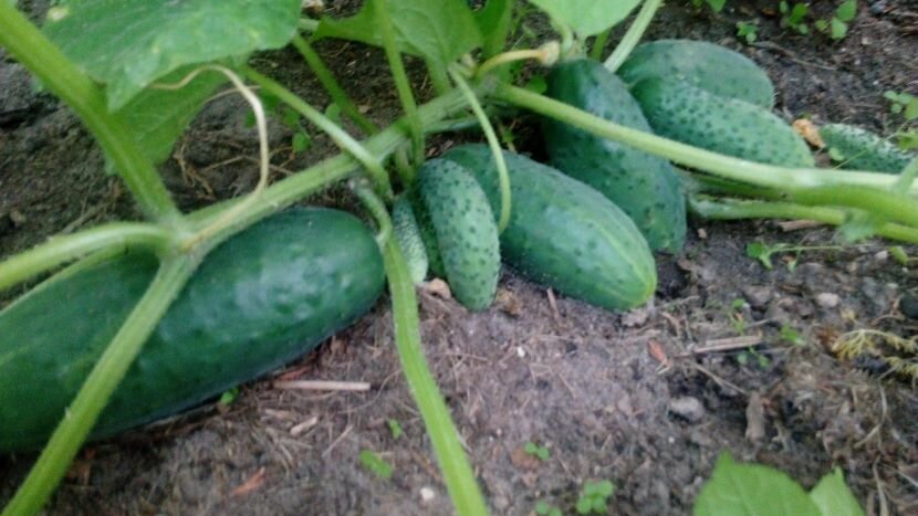 Огурцы. Фото автора