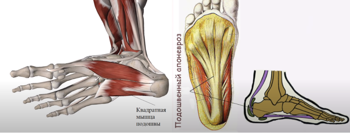 Латеральная подошвенная. Подошвенный апоневрит. Пяточный апоневроз анатомия.