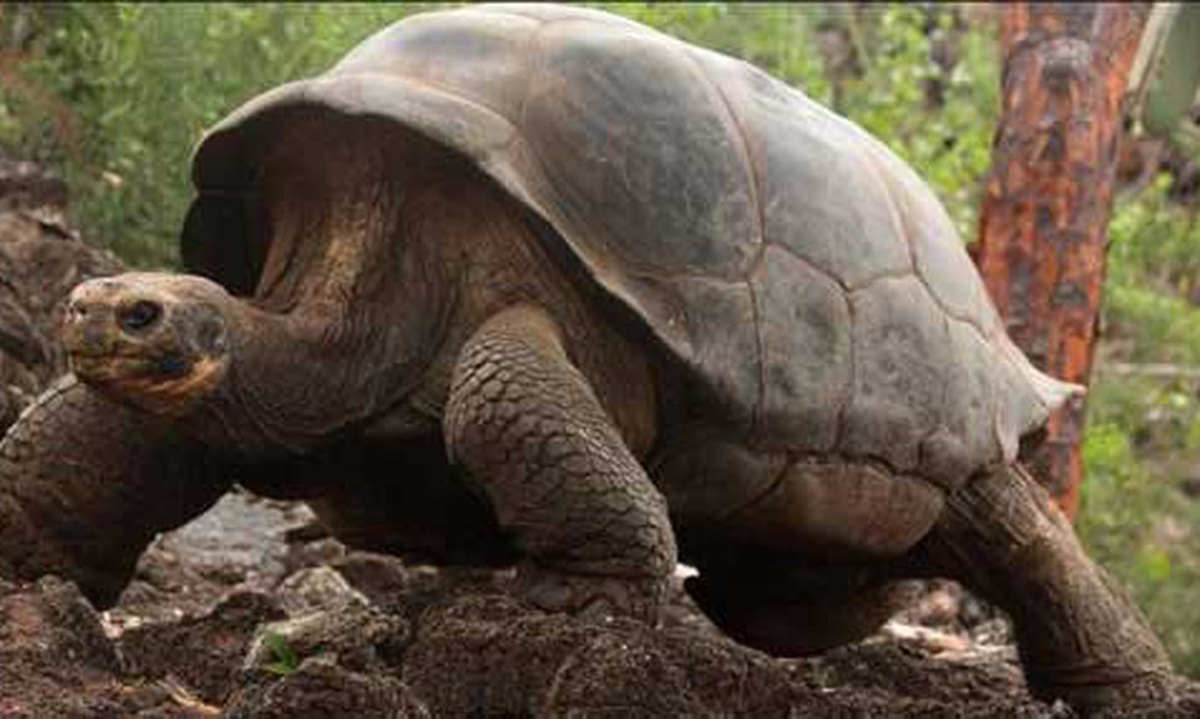 Слоновая черепаха (взято из интернета)