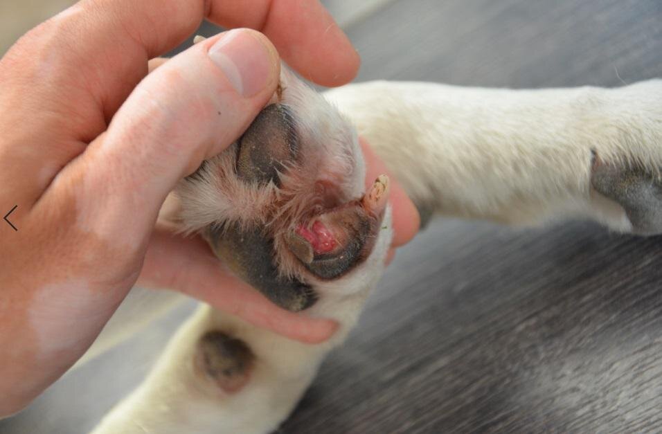 Примерно так выгляди профессиональная травма ездовой собаки. фото из открытого источника.