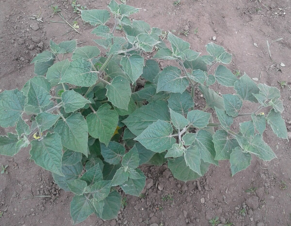 Кусты растут до заморозка, формируя всё новые и новые ветви