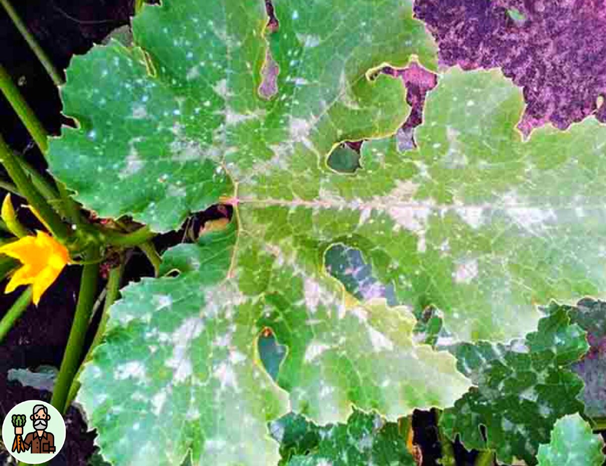 Чтобы защитить кусты от деятельности вредителей, нужно осуществить 2-3 опрыскивания с интервалом 5-7 дней 