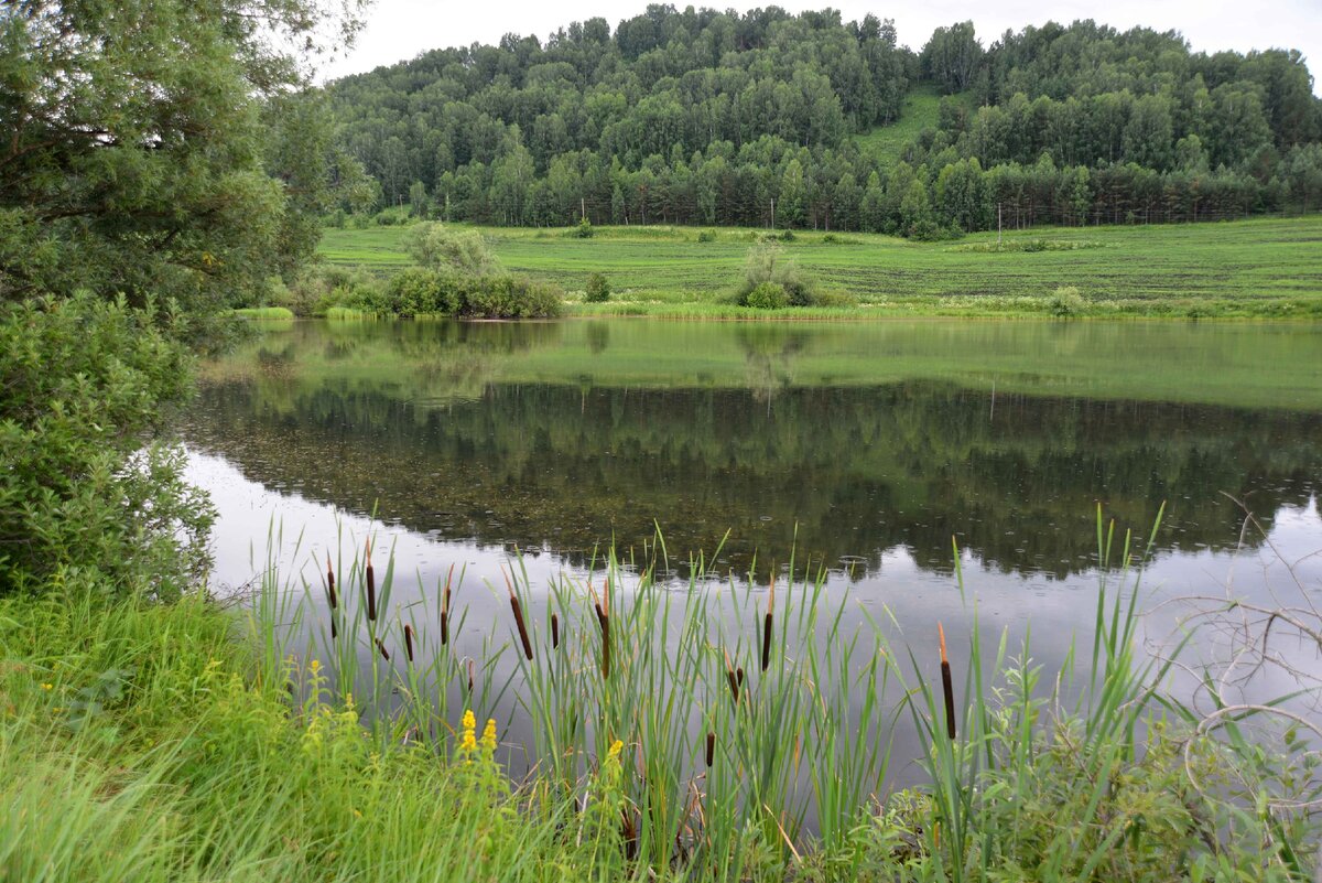 Растения в пресных водоёмах Алтайского края