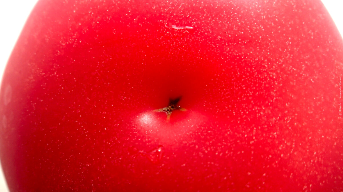 Помидора под. Помидора под. Плод помидора. Кожица помидора под микроскопом. Мякоть помидора под лупой.