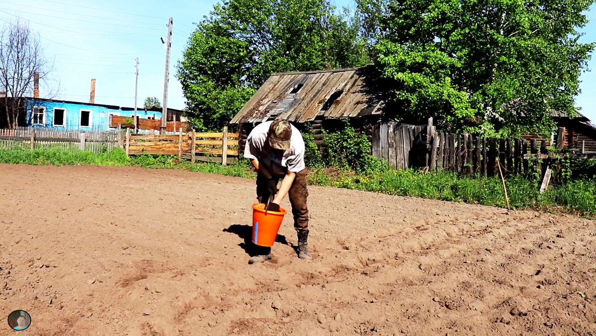 Посадка картофеля