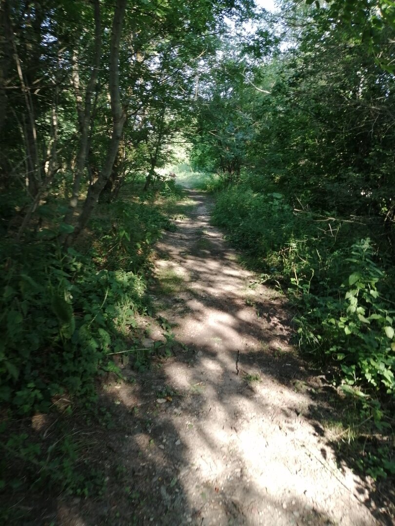 Лесную дорожку и ту заняли лошадки. Фото автора