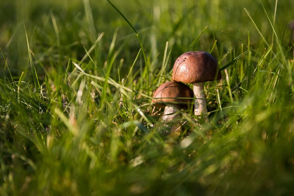 Фото: pixabay