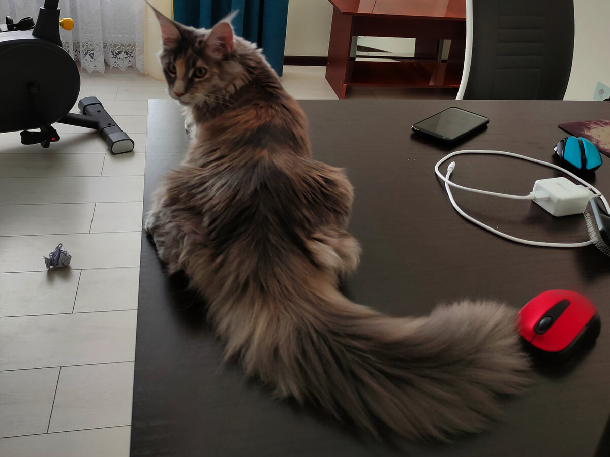 Котенок мейн-кун Шая