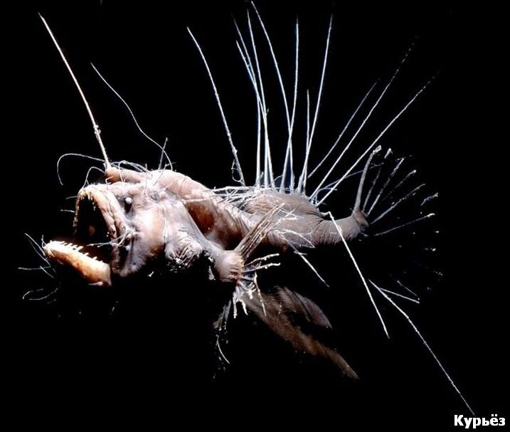 Рыба-удильщик (Ист. изобр. https://alo.ge/)