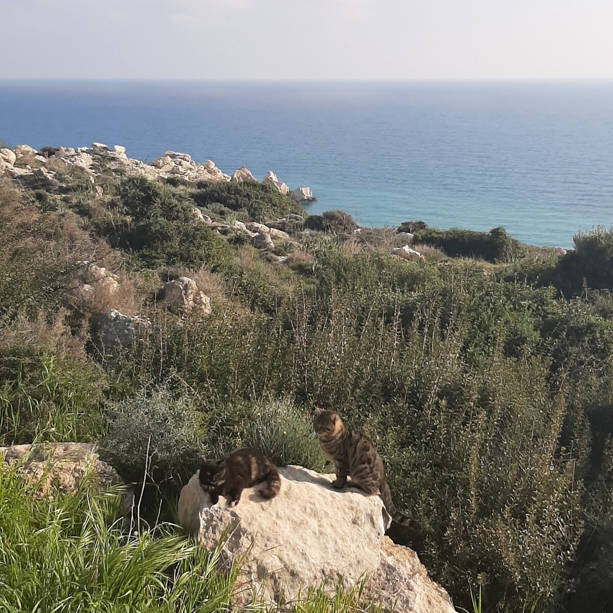 А эти котики живут на Кипре ,вот так вот принимают солнечные ванны и дышат свежим воздухом.