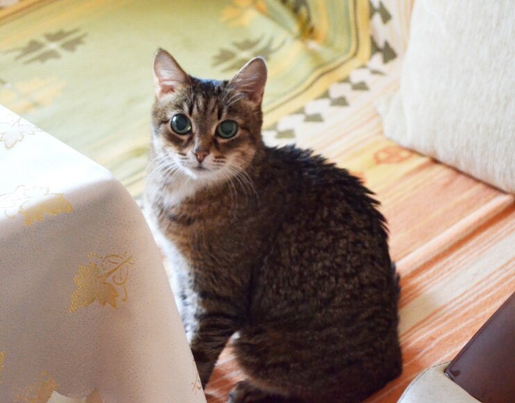 Ну как же вы жили без меня...  Фото автора