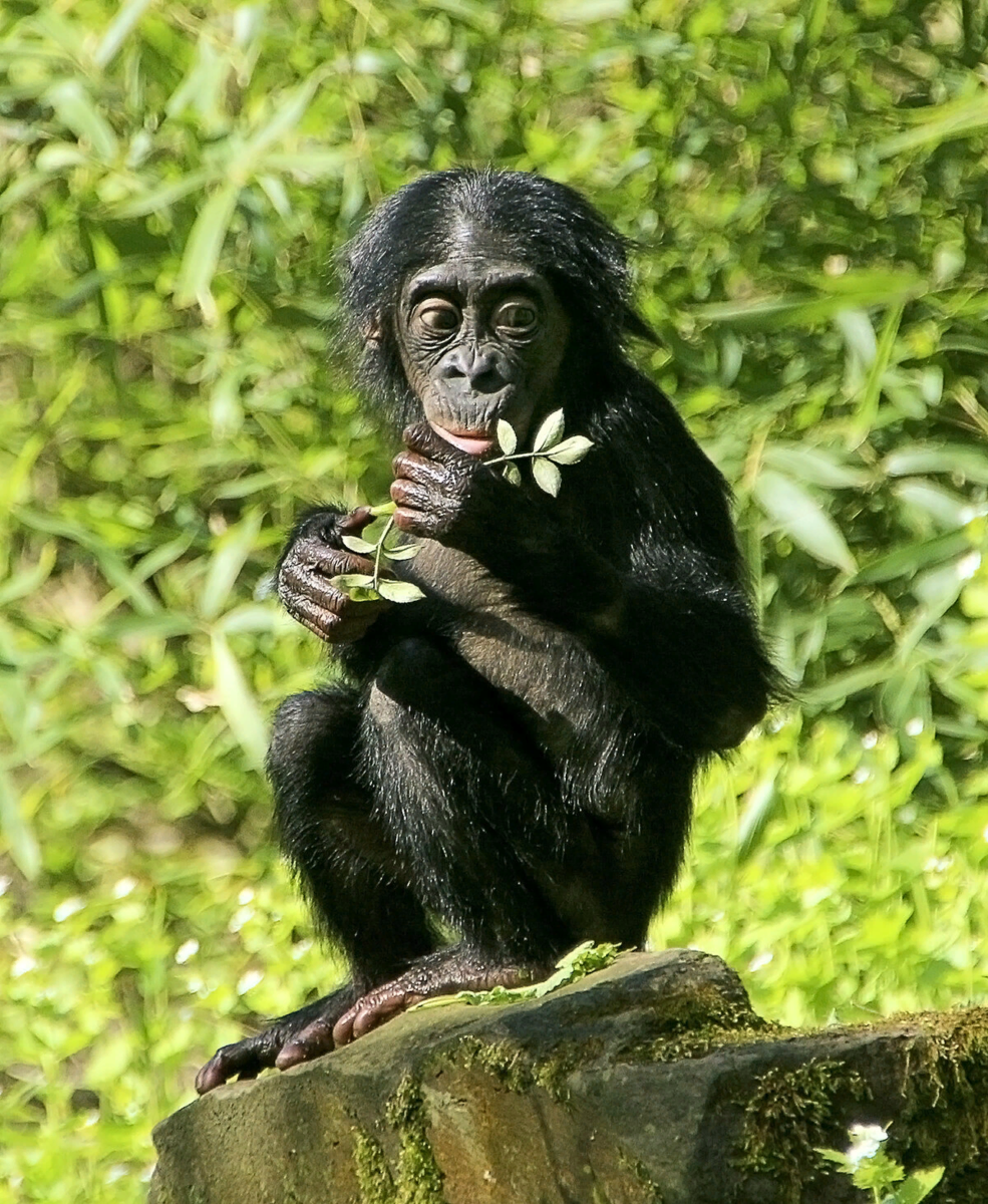 Самые красивые и умные животные. Приматы бонобо. Бонобо обезьяна. Bonobo шимпанзе. Карликовый бонобо.