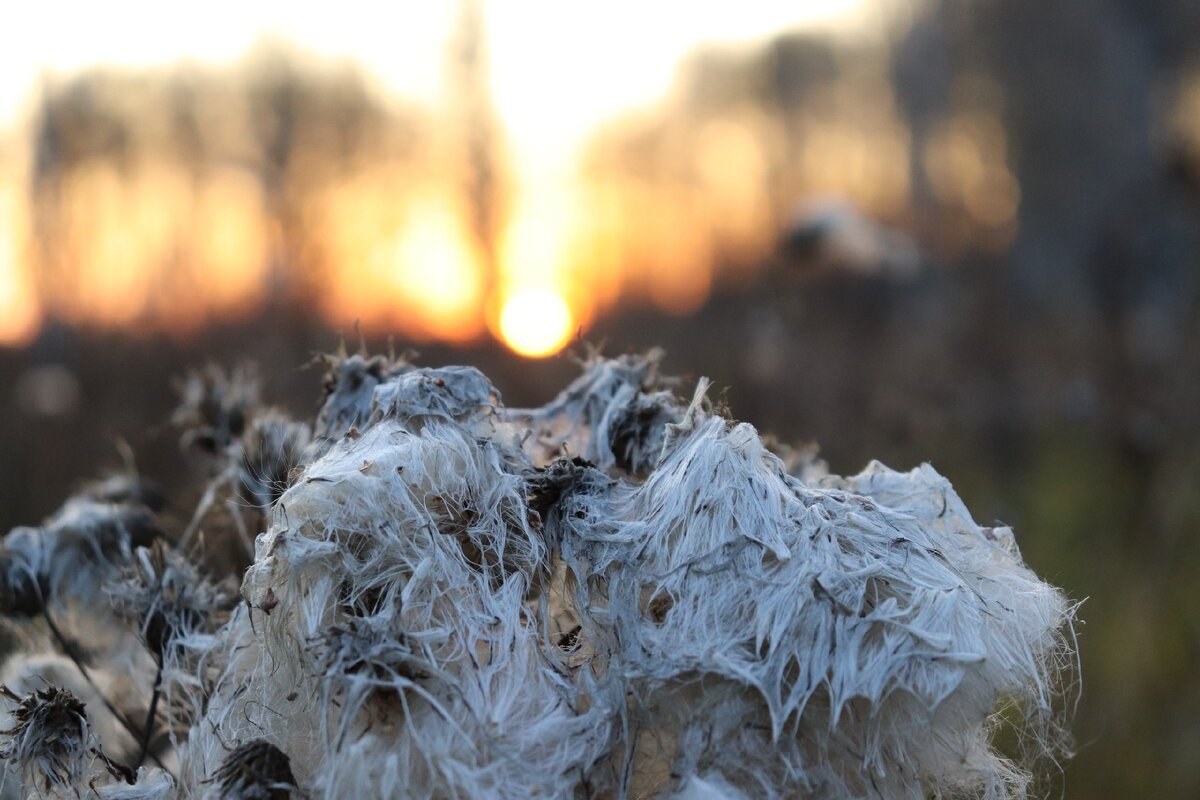 Лесной пейзаж