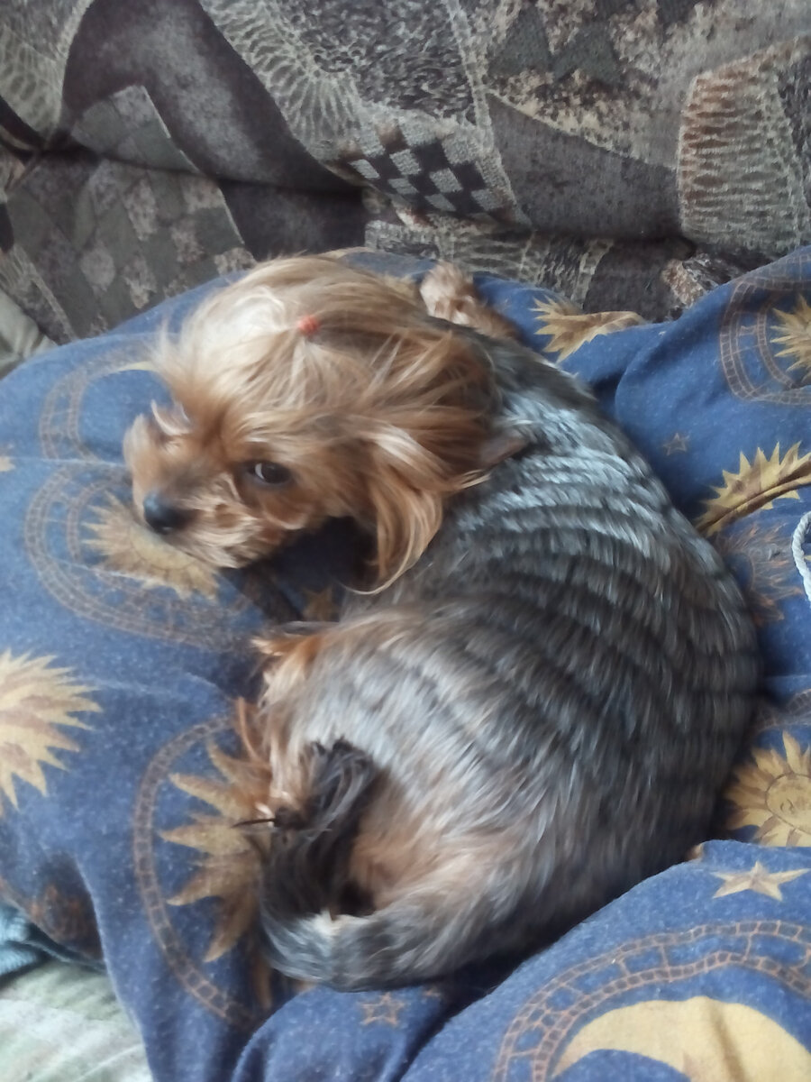 Фото автора. Та самая собака (Сильва), которую полюбил алгоритм Дзэна.