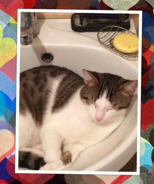 Стэн (фото и коллаж личные)