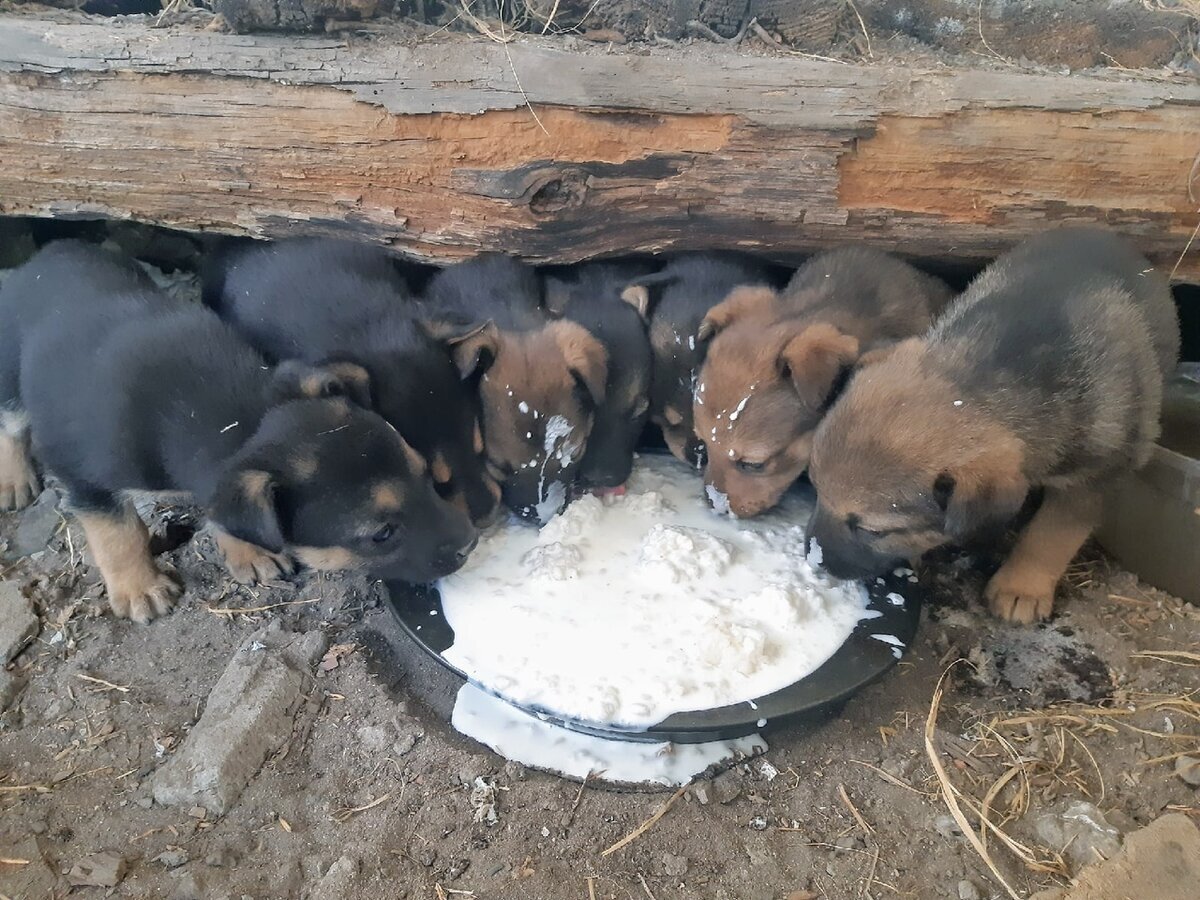 Щенки до пожара. Фото: Татьяна Карлова, https://vk.com/id605861799