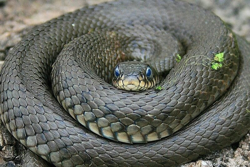 Фотография змеи, найденная в Интернете