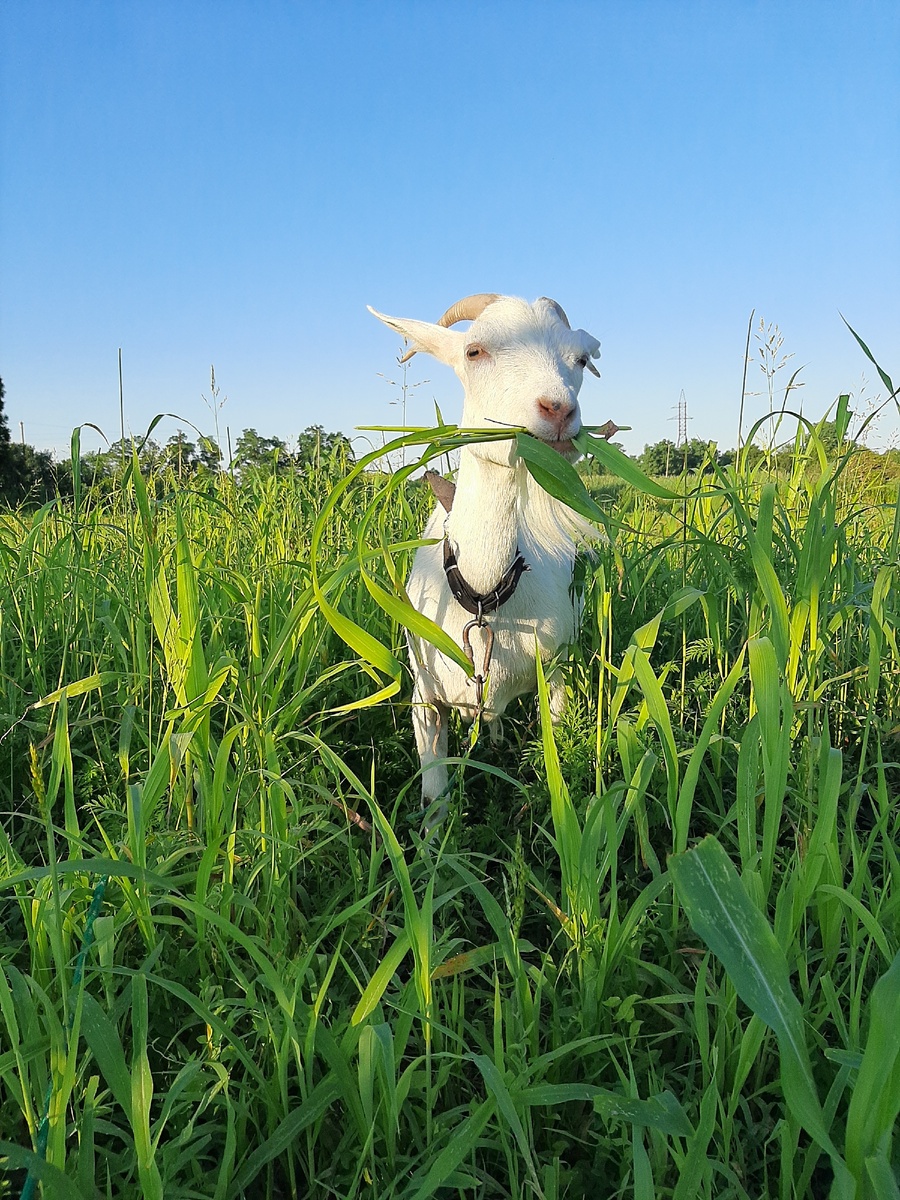 Масяня пасётся на сочной травке ("воруем" суданку у соседей) 🐐