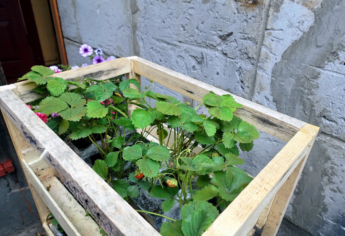 Многие саженцы уже с ягодами