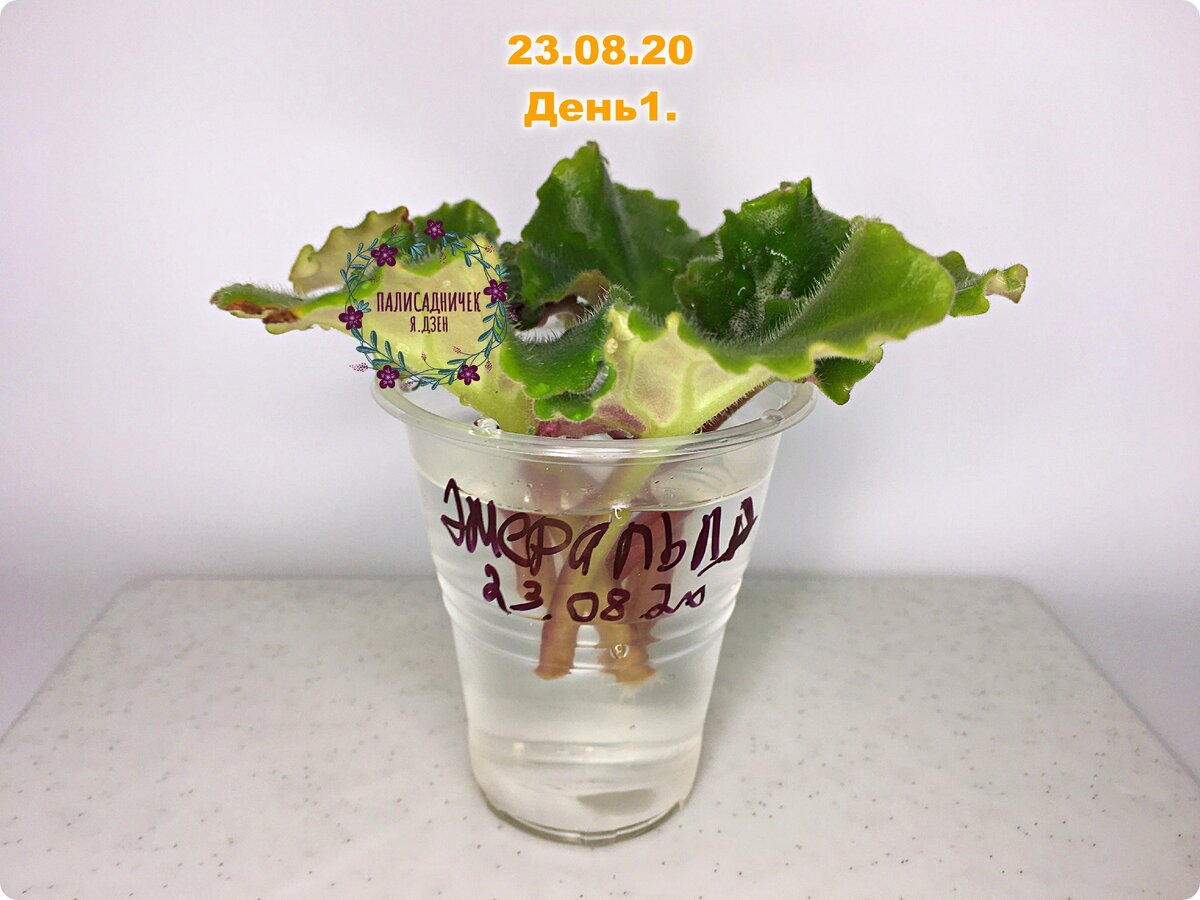 Просто листочки. Просто вода.