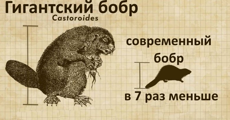 Гигантский бобр и современный бобр
