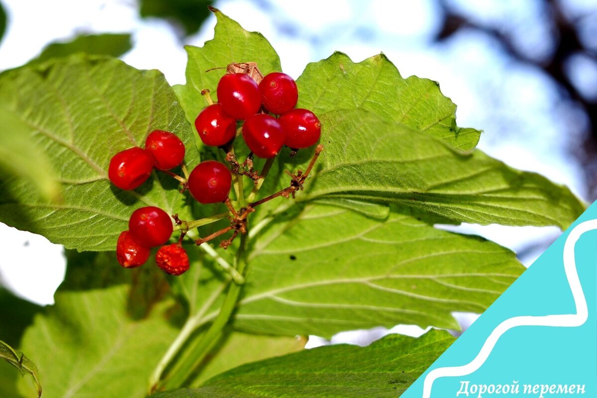 Честность и желание нести пользу другим окупаются