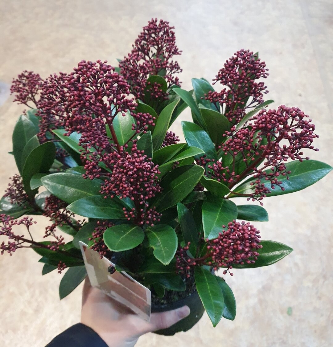 Напоминает нераспустившуюся сирень